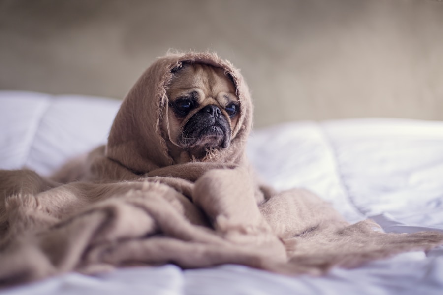 犬との触れ合い